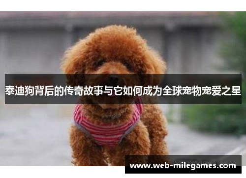 泰迪狗背后的传奇故事与它如何成为全球宠物宠爱之星